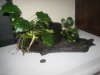 anubias 1.jpg
