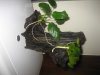 anubias 2.jpg
