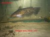 MARBLE BULLHEAD.jpg