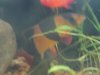 clown loach 2.JPG clown loach 2.JPG