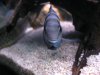 fish_pics 171.jpg