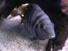 fish_pics 172.jpg