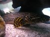 polypterus 019.jpg