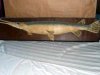 gar.taxidermy.jpg