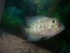 flowerhorn 03-20-09 001.JPG