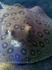 femalestingray2.jpg femalestingray2.jpg