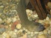 eel 004.jpg