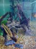 Exoctic Life fish 004.jpg