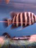 new fish pics 002.jpg