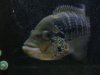 fish 587.jpg