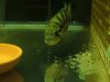 fish 567.jpg