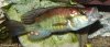 mod_536_Pyxichromis_orthostoma_male_samax2007_IMGP6110.jpg