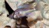 Pyxichromis orthostoma.jpg