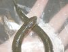 frozenrope2.jpg