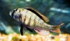 mod_2408_Neochromis_sp_madonna_male_DHansen_IMG_5543.jpg