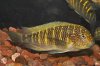 Tropheus ..you are right.jpg