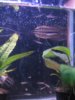 baby black with feeders.jpg