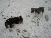 snow dogs 001.JPG