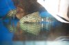 113_1163.JPG