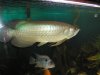 fish mar 18 09 062.jpg
