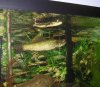wolf fish eats snakehead.JPG