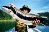 7kggiantsnakeheadhelias.jpg