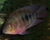 fish10.jpg