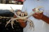 Luis-and-landcrab.jpg