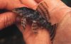 Pleco momÃ³n L074.jpg