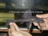 Pleco mama.JPG