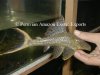 Plecopapa2.jpg