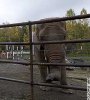 vertalaskaelephant.jpg