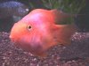 01cichlid_bloodparrot.jpg