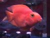 01cichlid_bloodparrot3.jpg