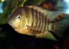 archocentrus_spilurum.jpg