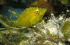 fringed filefish.jpg