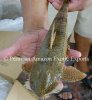 MustachePleco.JPG