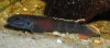 brichardi-female-th.jpg