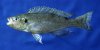 perissodus microlepis.jpg