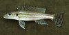reganochromis calliurus.jpg