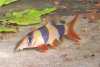 ClownLoach.jpg