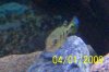 peacock bass 165.JPG