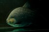 Pacu-1.jpg