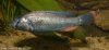 mod_Haplochromis_thereuterion_male_Sylv1_2006.jpg