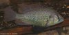 mod_208_Haplochromis_desfontainii_tozeur_male_Piry2008_IMGP4926.JPG
