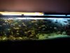 my cichlids 005.JPG