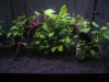 xl plantwood 4.jpg xl plantwood 4.jpg