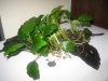 anubias 3.jpg anubias 3.jpg