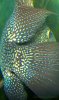 100_0723.jpg