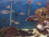 my cichlids 002.JPG